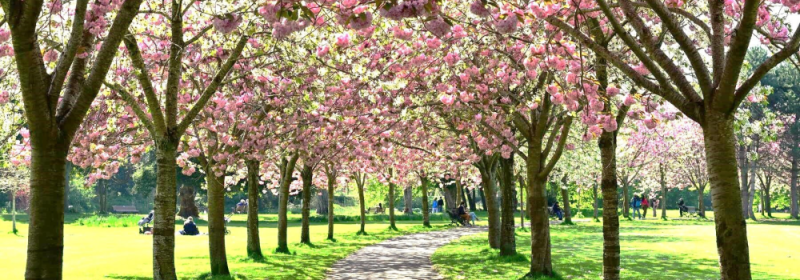 herbert_park.png ( Herbert Park) herbert park